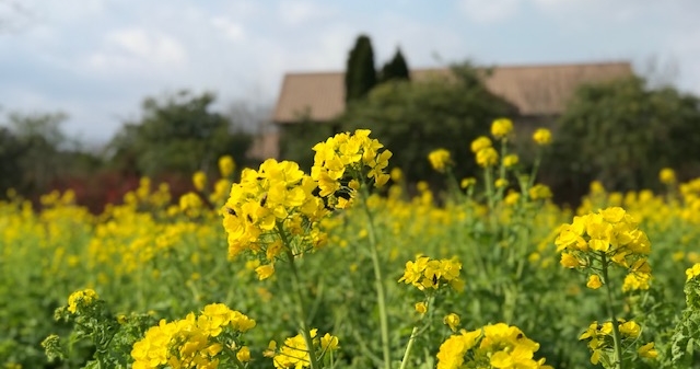 早咲き菜の花