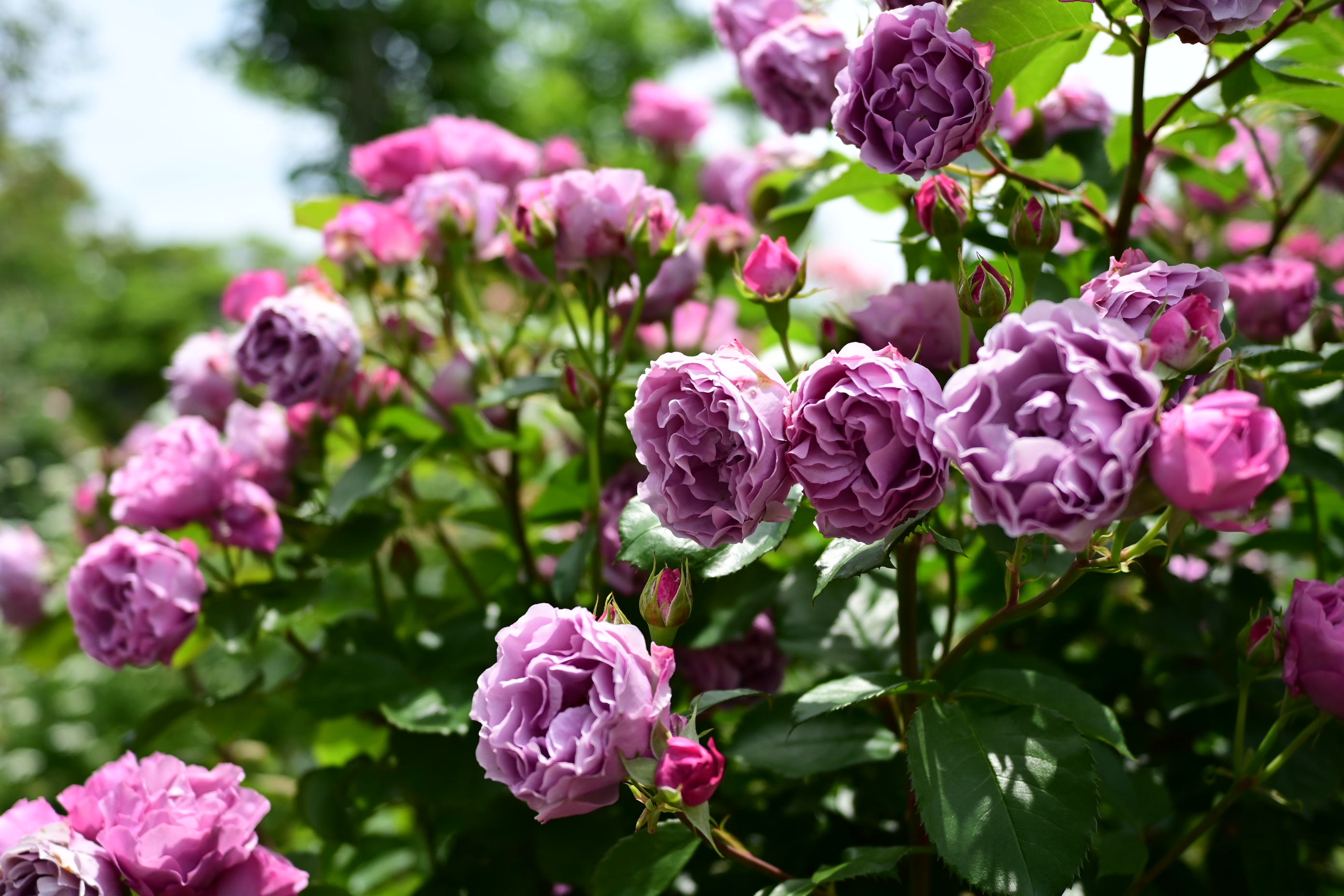 ローズフェスタ2026