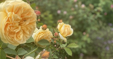 rosegarden