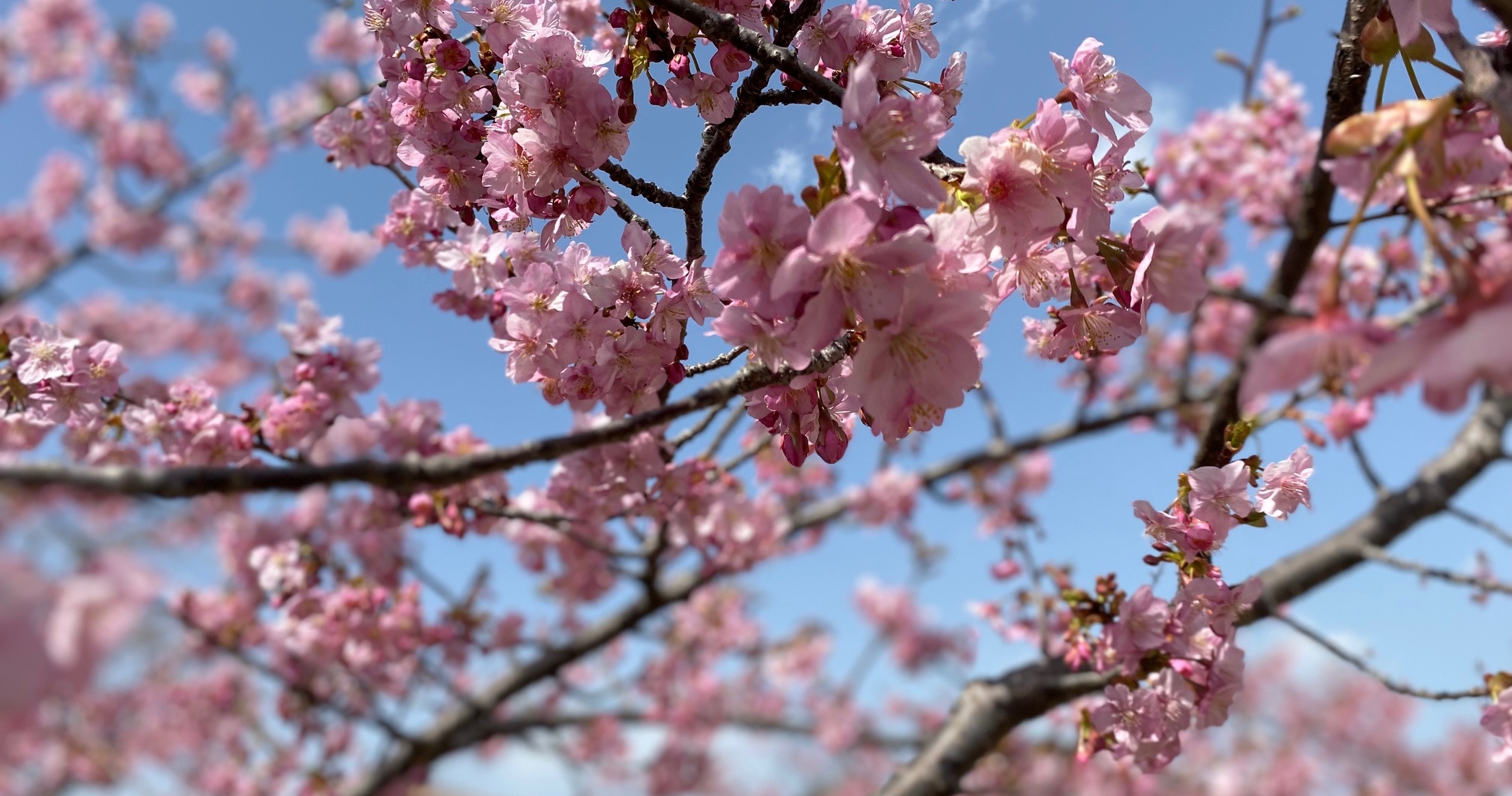 河津桜
